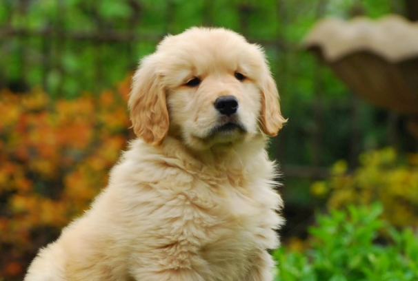 成年金毛犬价格是多少？不同品相渠道报价一览