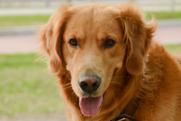 成年金毛犬价格是多少？不同品相渠道报价一览
